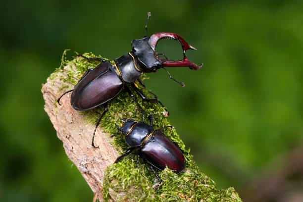 пара оленьих жуков, стоящих на мшистых ветвях в летней природе - радужный жук олень фотографии стоковые фото и изображения