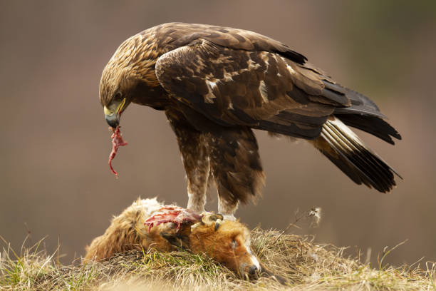 aquila reale in piedi su una volpe morta e che si nutre con il suo lampo nella natura autunnale - animal head flash foto e immagini stock