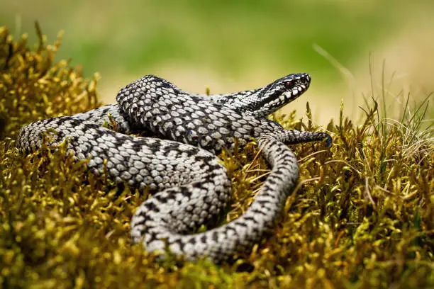 Dangerous common viper, vipera berus, basking twisted on green moss in summer nature. Toxic European snake lying on green plants and lifting its head to the air.