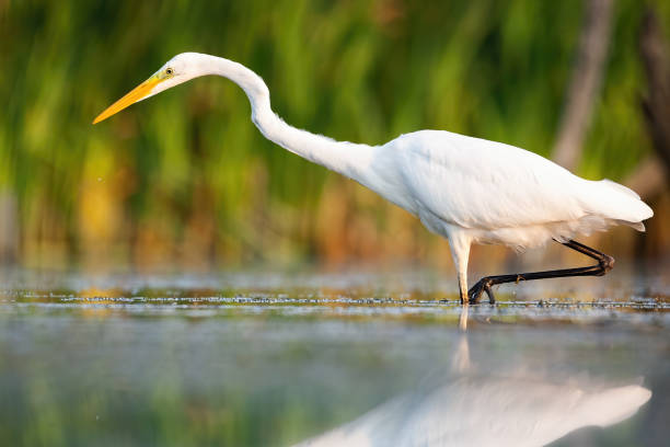 istock Great egret wading in swamp in summertime nature. 1288847224