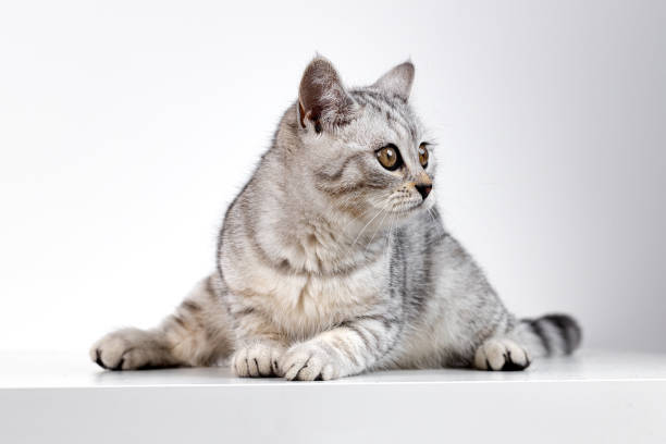 istock Scottish straight cat tabby on white background 1288847333