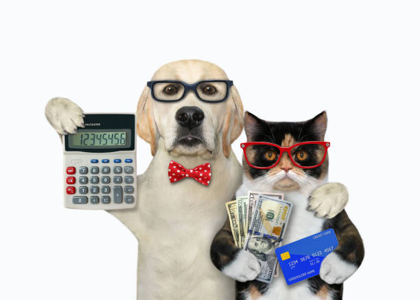 Dog with cat are businessmen A dog with a cat are businessmen. They are holding a calculator, a credit card and dollars. White background. Isolated. dog-currency-calculator-finance stock pictures, royalty-free photos & images