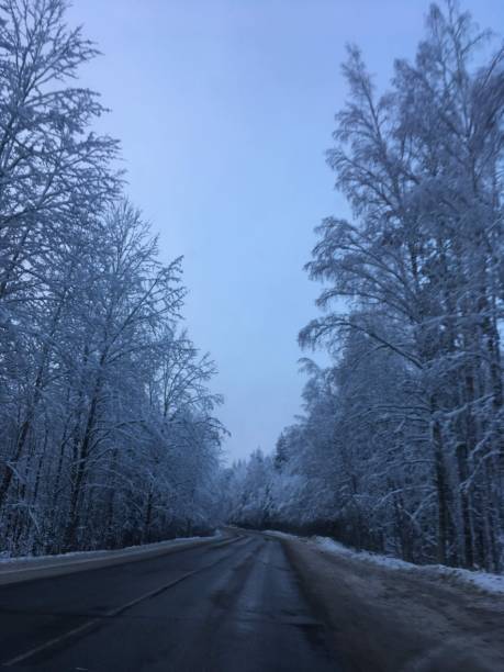 istock Snow-covered trees against a gray sky.  Russian Winter. 1288851198