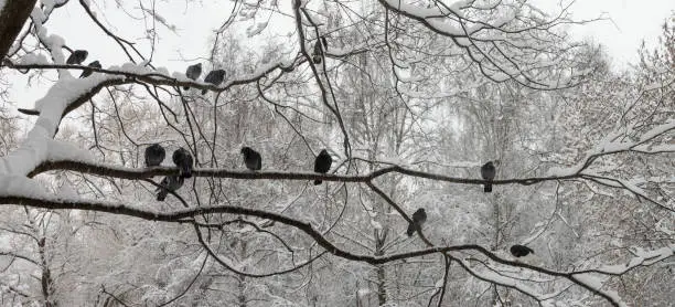 Photo of Snow in winter, pigeons.