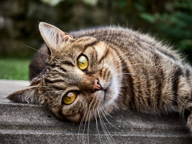 istock Cute cat in the park. 1288851460
