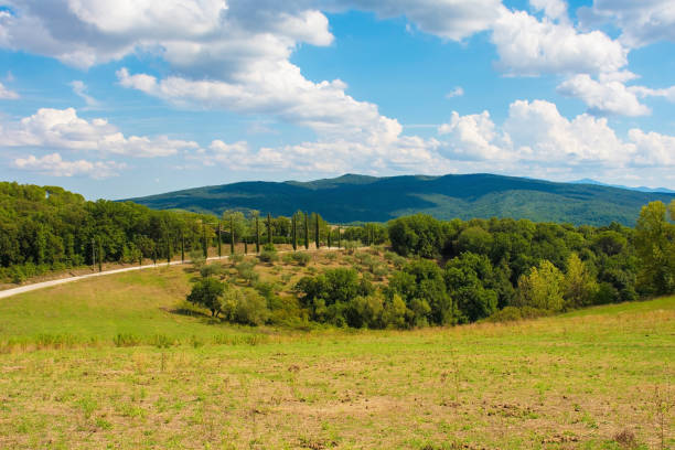 A country lane runs through olive trees and poplar trees near the village of Murlo, Siena Province, Tuscany, Italy