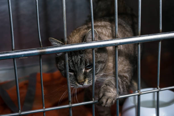 istock big cat at the veterinary clinic in metallic cage 1288858052