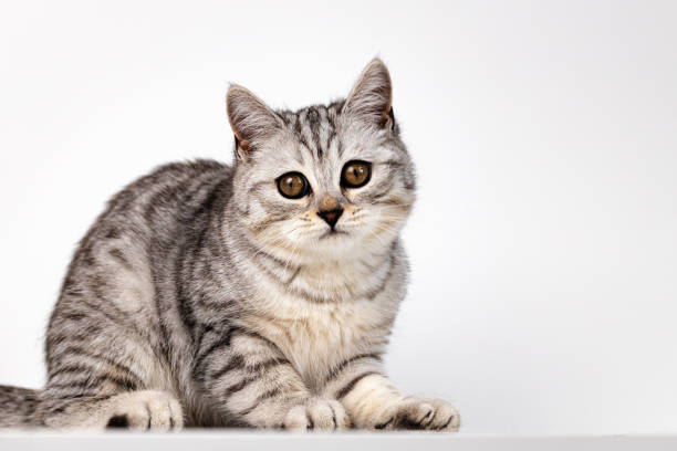 istock Scottish straight cat tabby on white background 1288859403