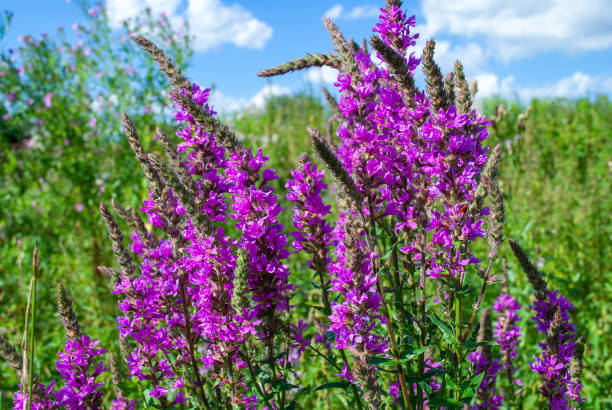 fleurs pourpres de loosestrife ou de salicaria de lythrum dans le domaine vert d’été - purple loosestrife photos et images de collection