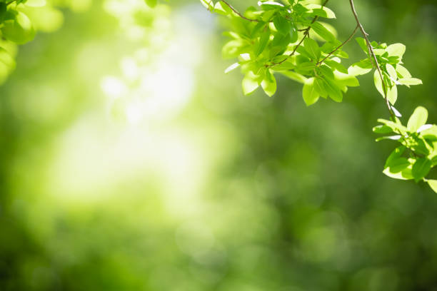 istock Beautiful nature view green leaf on blurred greenery background under sunlight with bokeh and copy space using as background natural plants landscape, ecology wallpaper concept. 1288859985