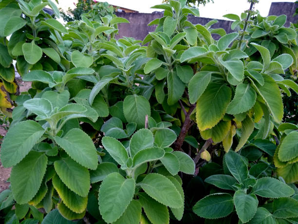 istock plectranthus barbatus plant 1288860513