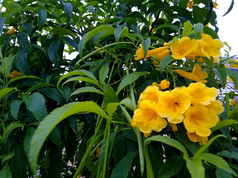 Yellow Solidago Praecox flower in summer garden blooming
