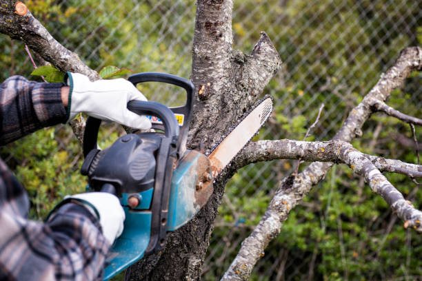 istock Farmer pruning a cherry tree in autumn. Agriculture. 1288862380