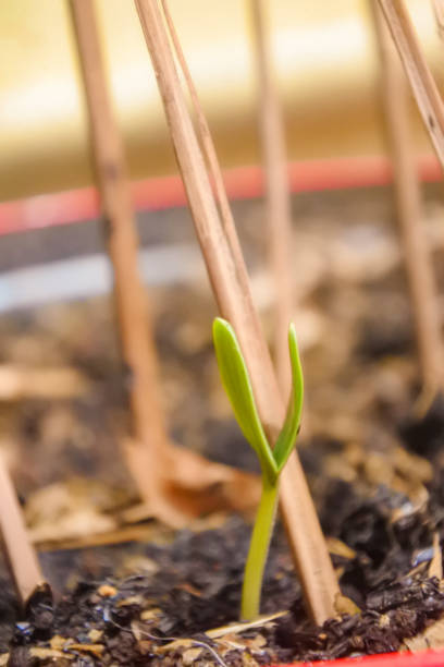 istock a new vine plant growing 1288862874