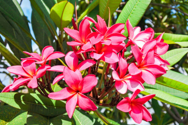 istock pink frangipani flowers that have bloomed 1288866675