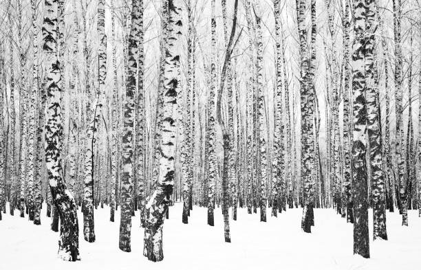 istock Trunks of birch trees with branches in hoarfrost black and white 1288867604