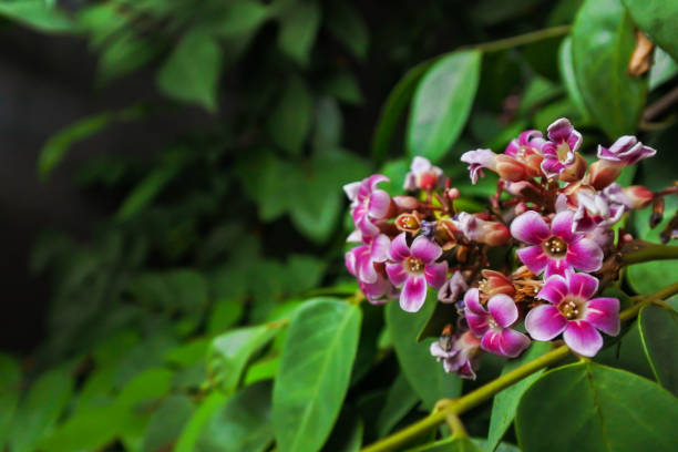 istock blooming beautiful pinkish flower 1288868541