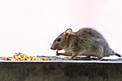 Rat enjoy eating food pile - white background.