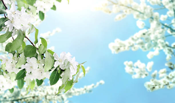 istock Horizontal banner with beautiful branches of apple tree with white flowers 1288868823