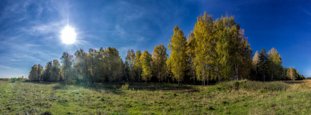 istock Nature landscape is forest and grass. Beautiful 1288869580