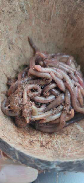 istock Earth worm the farmers friend 1288870248