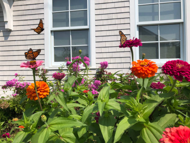 istock Monarch Butterflies on brightly colored flowers 1288870330