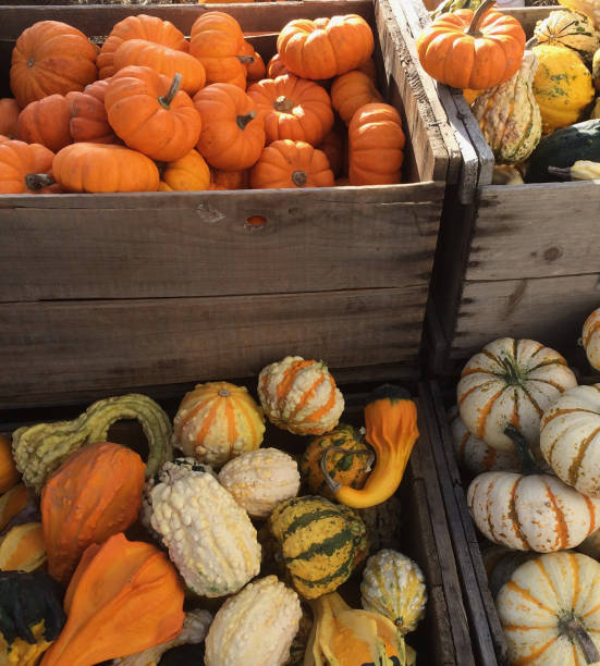 istock Colorful gourds on a Fall day 1288870349