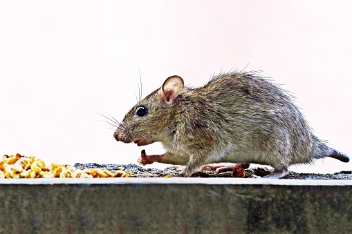 Rat enjoy eating food pile - white background.