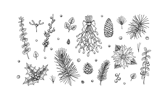 Set of hand drawn Christmas plants isolated on white background. Christmas decoration elements. Vector illustration in sketch style