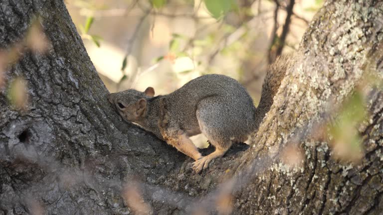 Fox Squirrel