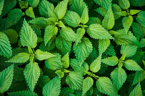 Fresh green nettle leaves background. Top view of the thicket of nettles. Nature background.