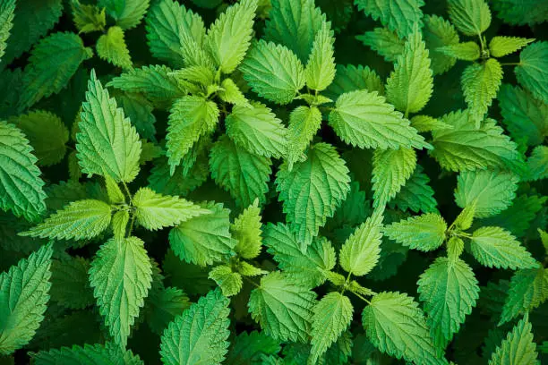 Fresh green nettle leaves background. Top view of the thicket of nettles. Nature background, top view
