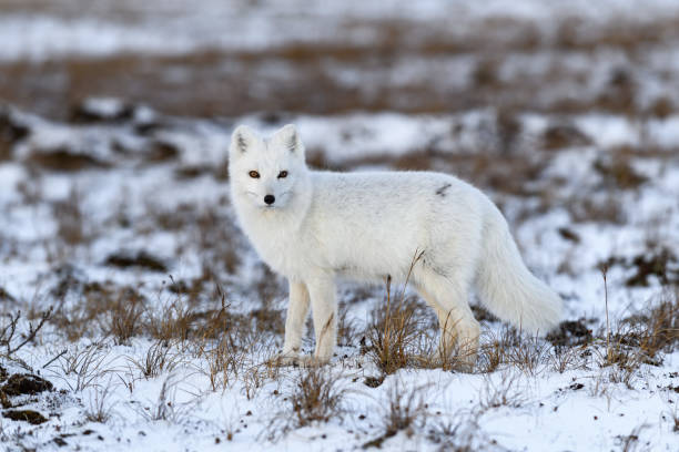 istock Arctic fox in winter time in Siberian tundra 1288873983