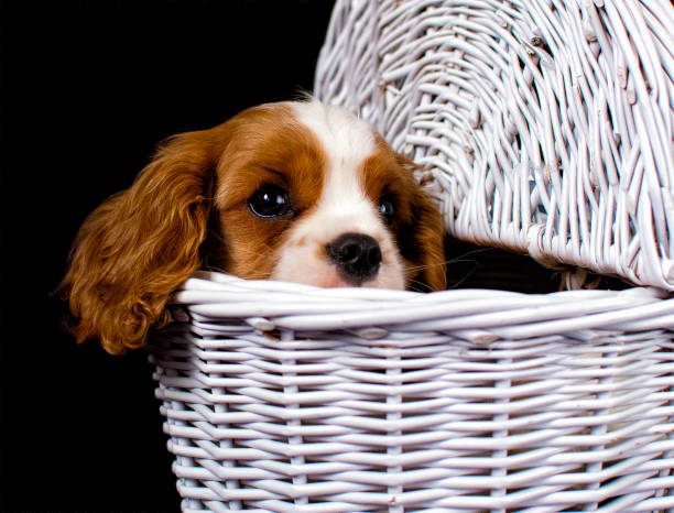 istock Little spaniel puppy in a wicker basket 1288874700