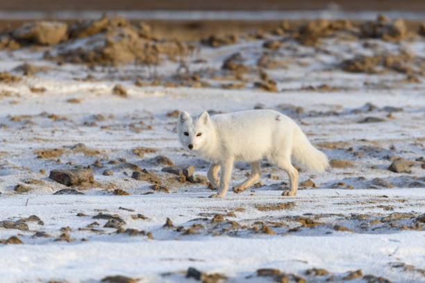 istock Arctic fox in winter time in Siberian tundra 1288874873