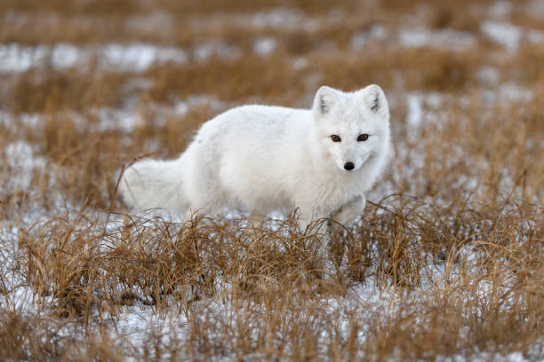 istock Arctic fox in winter time in Siberian tundra 1288875913