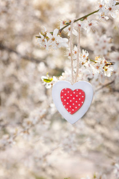 白色木製心形裝飾掛在盛開的櫻花枝上。愛，春天的象徵。情人節，婚禮，訂婚的概念。自然背景，戶外 - cherry valentine 個照片及圖片檔