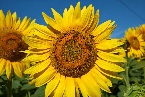 sunflower flowers with bees
