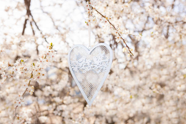 白色金屬心形裝飾掛在盛開的櫻花枝上。愛，春天的象徵。情人節，婚禮，訂婚的概念。自然背景，戶外 - cherry valentine 個照片及圖片檔