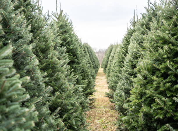 Christmas Tree Farm Trees in a row at Christmas Tree Farm needle plant part photos stock pictures, royalty-free photos & images