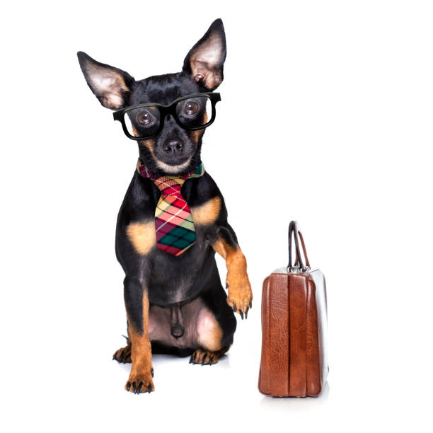 office worker boss dog office worker businessman prague ratter  dog  as  boss and chef , with suitcase or bag  as a secretary,  with  tie , isolated on white background pražský krysařík stock pictures, royalty-free photos & images