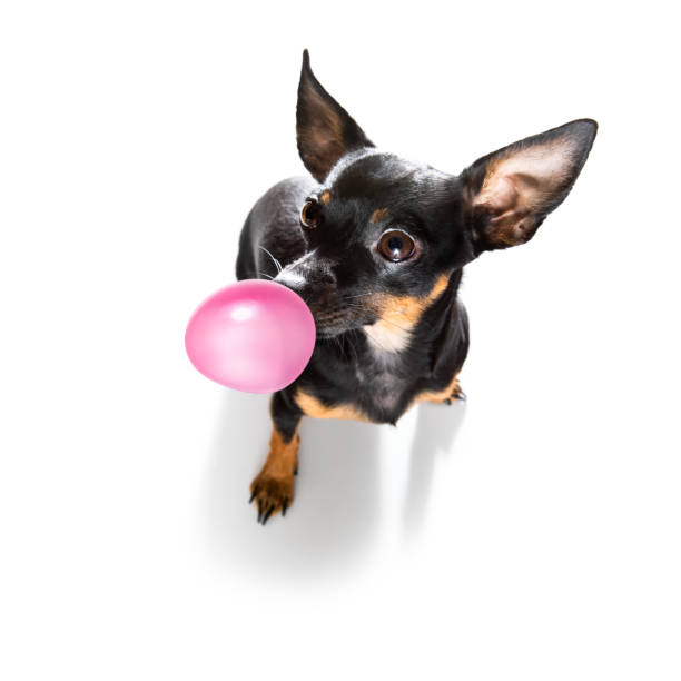 istock dog or dogs chewing bubble gum 1288877149