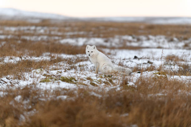 istock Arctic fox in winter time in Siberian tundra 1288877159