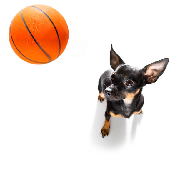 basketball  prague ratter dog basketball  prague ratter dog playing with  ball  , isolated on white background pražský krysařík stock pictures, royalty-free photos & images