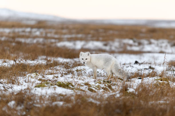 istock Arctic fox in winter time in Siberian tundra 1288877221