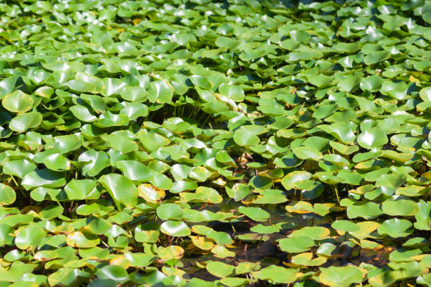 istock Water with green lotus leaves 1288877388