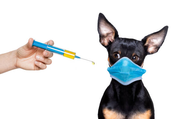 istock ill sick dog with illness and face mask 1288877441