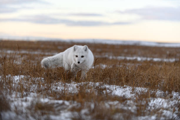 istock Arctic fox in winter time in Siberian tundra 1288877511