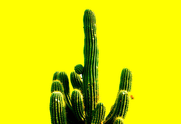 Texture of large tall green long Mexican prickly sharp fresh cacti with thorns on yellow background.