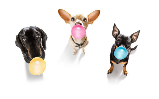 istock dog or dogs chewing bubble gum 1288878441